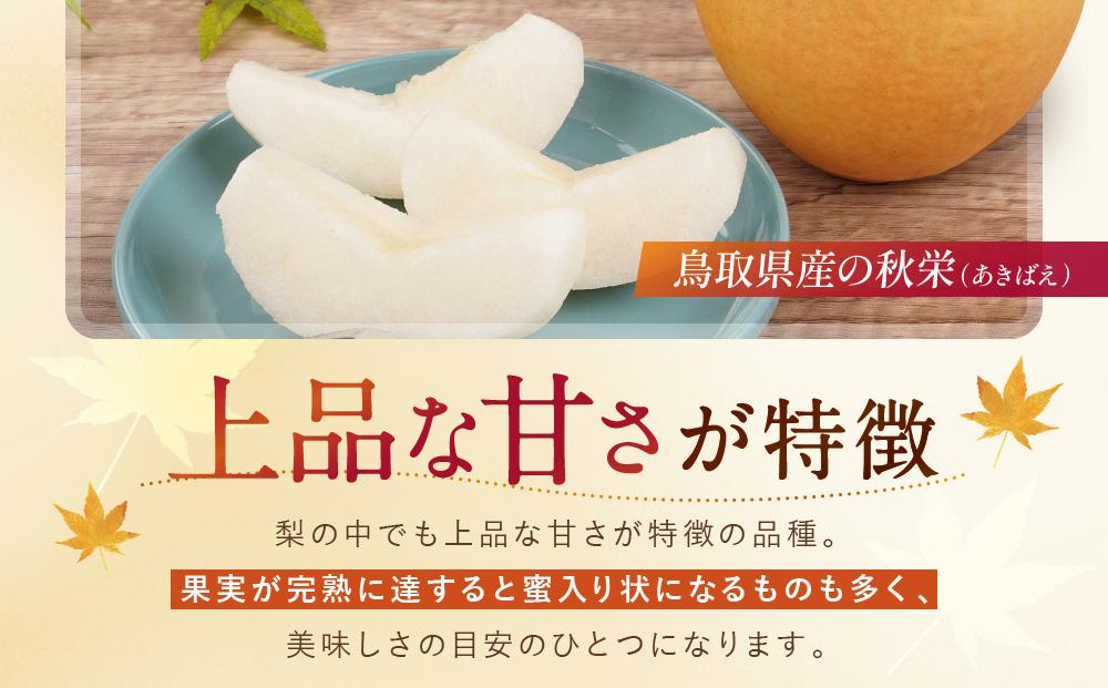 【先行予約】数量限定 鳥取県産梨 秋栄（あきばえ） 5kg（12～16玉）