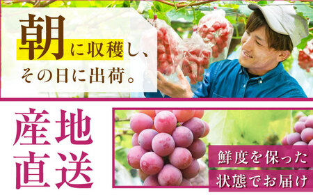 【2025年先行予約】【数量限定】【ご自宅用】リピーターが続出中！クイーンニーナ 1房（約450g）簡易包装 訳あり 島根県雲南市/ギアファーム[AIAB006]