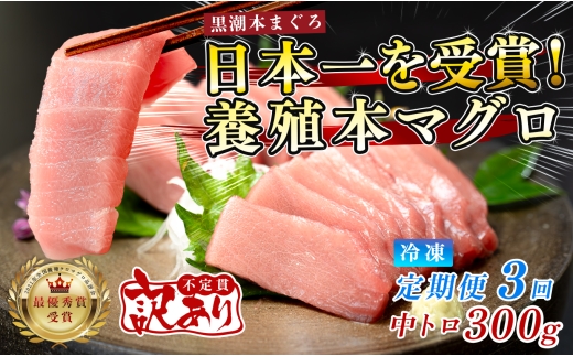訳あり 不定貫 定期便 3回 国産 養殖本マグロ 中トロ 毎回300g×3回 黒潮本まぐろ 全国養殖クロマグロ品評会 最優秀賞受賞 3ヶ月 3か月 柵 刺身用 本マグロ クロマグロ 本鮪 まぐろ 鮪 お刺身 さしみ トロ 海鮮丼 漬け丼 手巻き寿司 鉄火丼 まぐろ丼 小分け 個包装 真空パック 冷凍 不揃い 家庭用 海鮮 年末年始 高知県 大月町 4万円