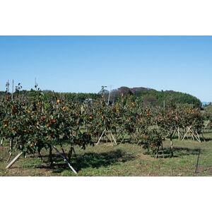 柿 早生(わせ) 3種セット 9～12個(約3.5kg)【1698830】