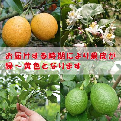 ふるさと納税 松山市 中島みかん農園 家庭用 レモン 約1kg |  | 02