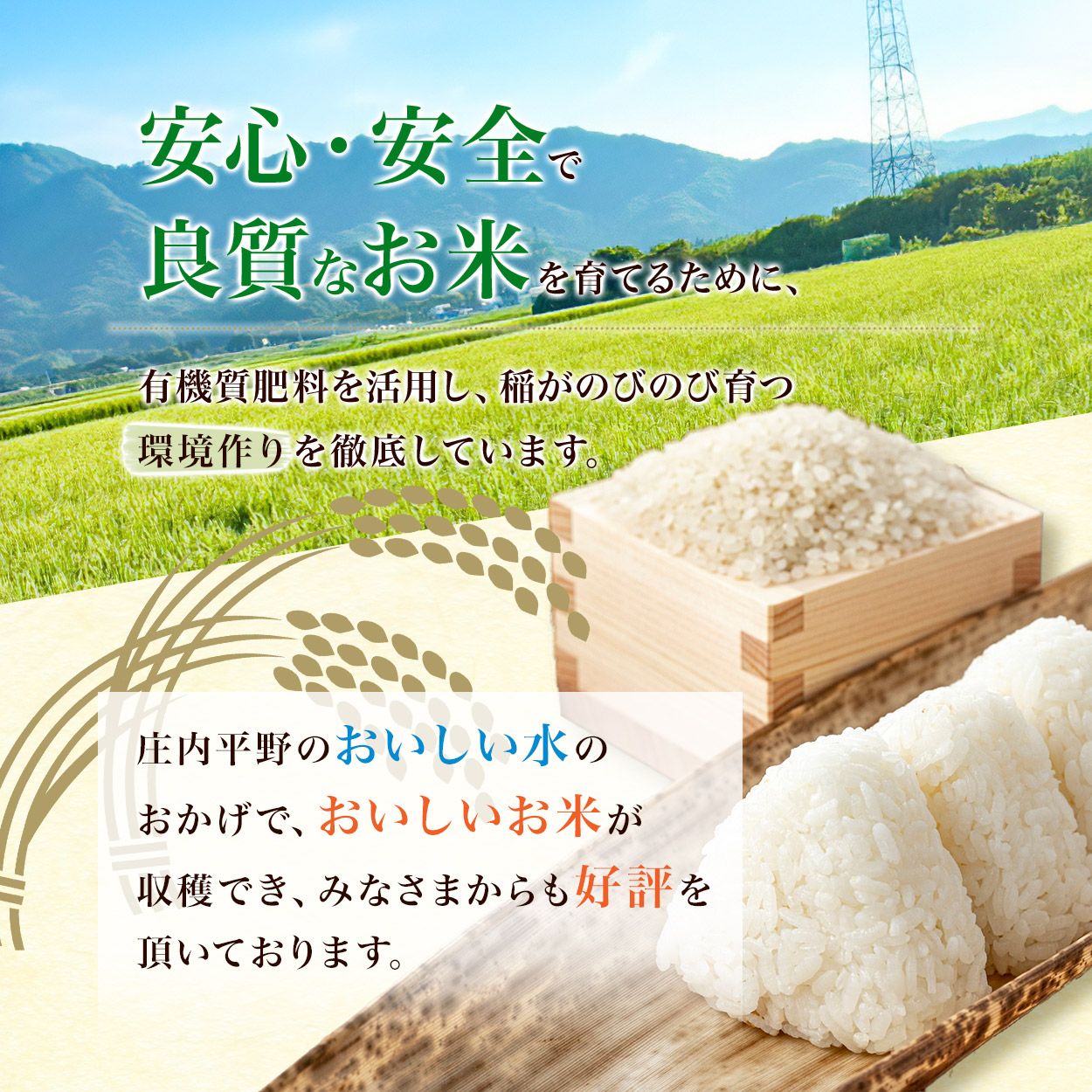 【令和8年産】【3ヶ月定期便】はえぬき 精米10kg(5kg×2袋)×3回 山形県鶴岡市 らん工房 | 定期 10キロ 米 お米 おこめ コメ こめ 食品 ご飯 ごはん おいしい お取り寄せ 農家直送