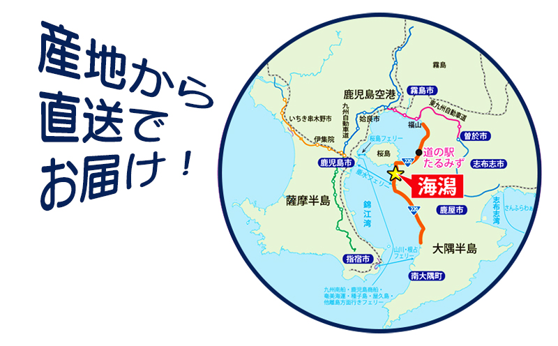 A1-0123／カンパチ頭煮付け　びんた煮　４個（常温あら煮）