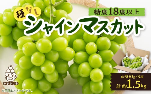 ＜2025年先行受付＞山梨市産「シャインマスカット(種なし)」 約1.5kg (約500g×3房)【1117303】