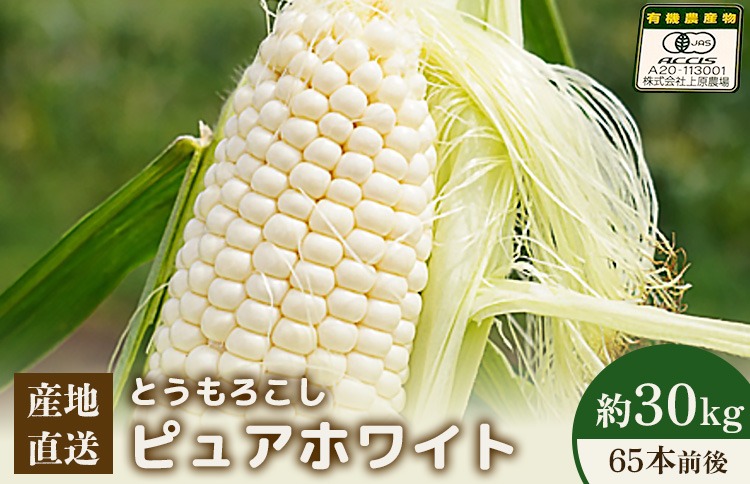 【先行予約】上原農場直送 とうもろこし (ピュアホワイト)  約30kg 約65本前後【66018】