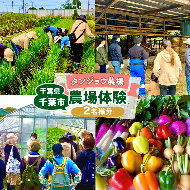 【ふるさと納税】タンジョウ農場 農場体験 ペアチケット 体験 農業体験 チケット ランチ スイーツ 野菜のおみやげ付 千葉市 千葉県