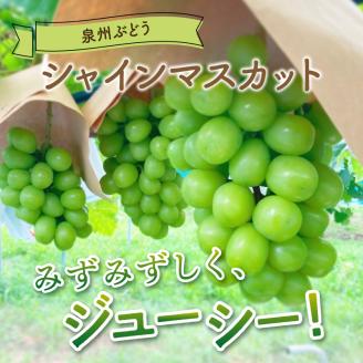 泉州ぶどう シャインマスカット 2房【065D-015】