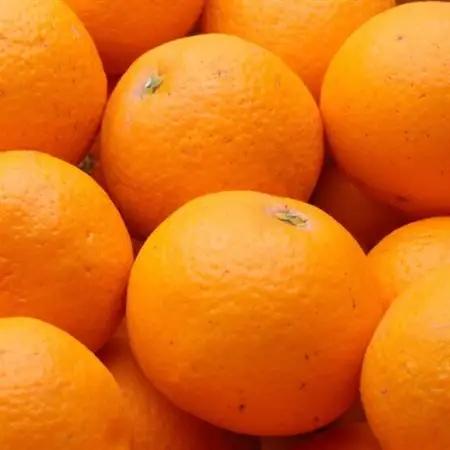 厳選 清見1kg+250g(傷み補償分)【光センサー選果】【樹上完熟きよみオレンジ】【1176703】