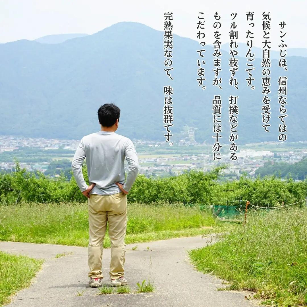 【2026年先行予約】りんご サンふじ 約5kg 中島農園|りんご