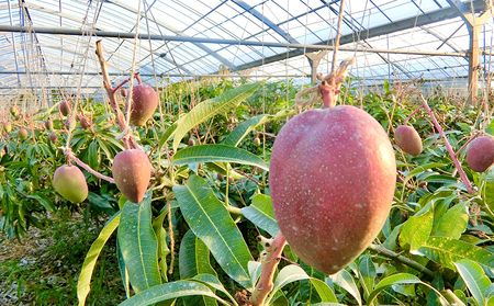 【2024年発送】久米島印商店 完熟マンゴー 2kg