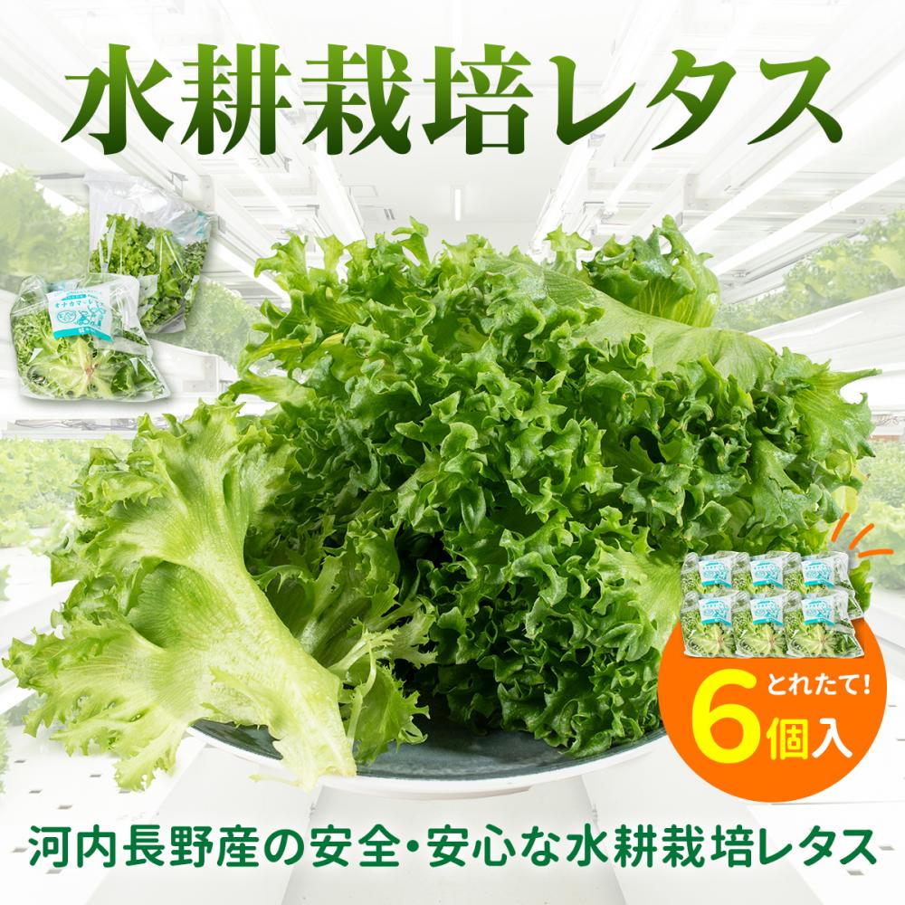 【ふるさと納税】レタス 6個 水耕栽培 河内長野産 フリルレタス 種類 栽培 菜 茎 サラダ 副菜 おつまみ フレアベル フリルアイス セット 無農薬 栄養満点 ビタミン ミネラル 安心 安全 新鮮レタス