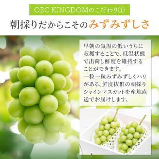 ぶどう 2024年 先行予約 ［ご家庭用］ シャイン マスカット3～5房（合計2kg以上） ブドウ 葡萄 岡山県産 国産 フルーツ 果物 OEC KINGDOM ぶどう家