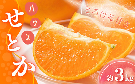 【先行予約】橋本農園のハウスせとか 3kg 玉数・サイズおまかせ 【2027年2月初旬~2月末までに順次発送】/ みかん ミカン 蜜柑 せとか ハウスせとか 柑橘 果物 くだもの フルーツ 予約 人気 ジューシー 甘い 産地直送【mht014A】