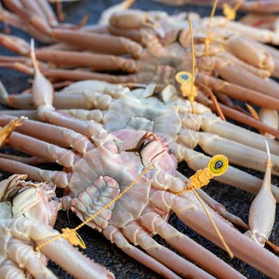 ふるさと納税 小浜市 【年明け以降順次発送】越前がに (ズワイガニ)900g×3杯 |  | 02