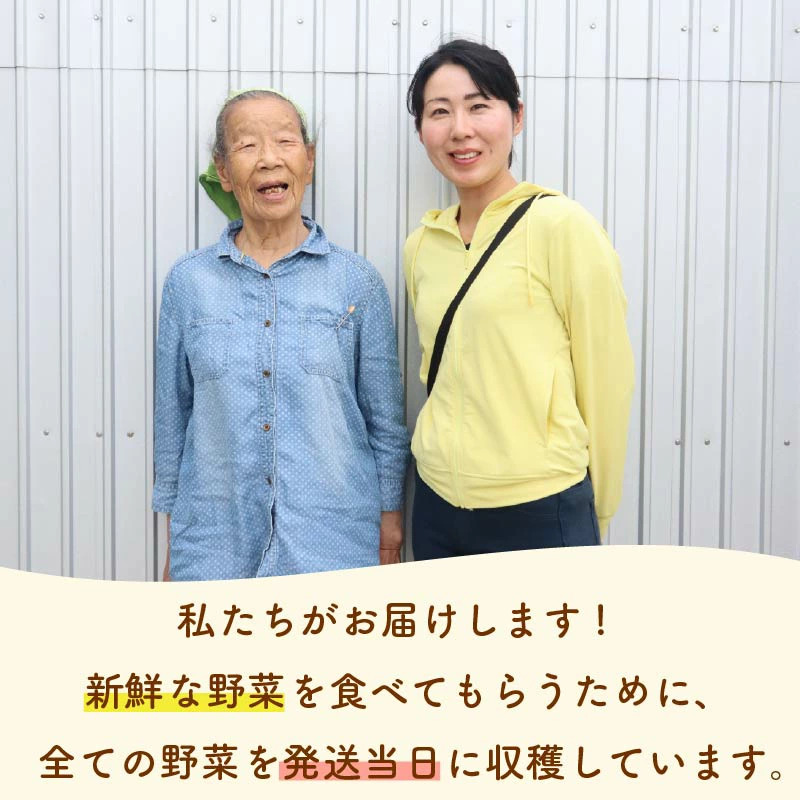 【朝採れ】定期便 3か月 野菜 セット 6~7品目 以上 お野菜 季節 野菜 旬 新鮮 産地直送 詰め合わせ やさい おいしい セット 美味しい たっぷり 丸新柴本製茶 静岡県 牧之原市