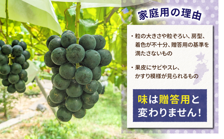 【東御こもだ果樹園】家庭用ナガノパープル４kg（９〜１６房）農薬節減長野県認証