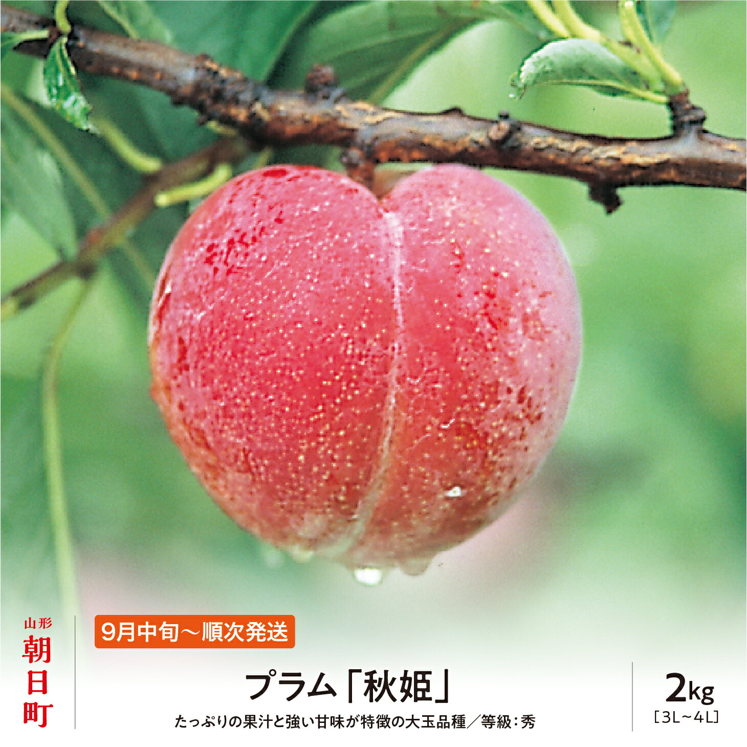 【ふるさと納税】プラム 秋姫 2kg 大玉 3L～4L 秀品 化粧詰め 山形県 朝日町産 山形産 すもも スモモ フルーツ 果物 秋 送料無料
