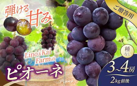 2026年先行予約【ご贈答用】 ニューピオーネ 3房～４房入り （2kg前後 化粧箱入） Lino＆Kai Farm  ぶどう 岡山 真庭市 ピオーネ ギフト 【linokai006-02】