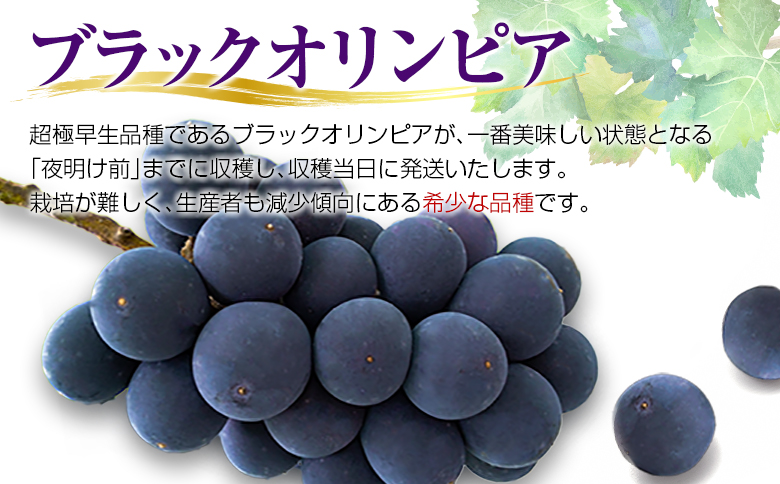 先行予約 旬の朝採り種なし葡萄［ブラックオリンピア（一番星）］合計800g以上（3房）ご自宅・ご家庭用 2025年出荷【B646】