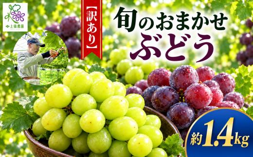 【訳あり】希少品種！！ 旬のおまかせぶどう約1.4kg前後 (バラ房・1～2種・2～4房) ｜ 果物 くだもの フルーツ 葡萄 ぶどう ブドウ マスカット シャインマスカット 訳あり おまかせ バラ房 通常箱 長野県 塩尻市