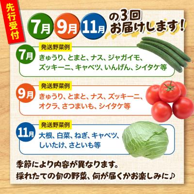 ふるさと納税 八峰町 【先行受付】《定期便3回 隔月にお届け》世界遺産「白神山地」の旬野菜|16_orh-080103 |  | 03