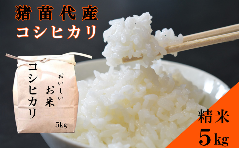 
            米 令和6年度産 コシヒカリ 5kg 白米 精米 生産者直送 直送 [№5771-1386]
          