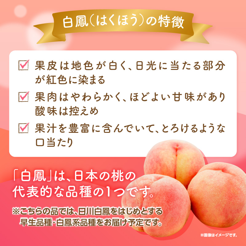 【2025年5月下旬〜6月発送】九州・福岡フルーツ王国八女から直送！桃 約1.4kg＜配送不可：北海道・沖縄・離島＞ 桃 もも モモ フルーツ くだもの 果物 白鳳 1.4kg 産地直送 ジューシー 