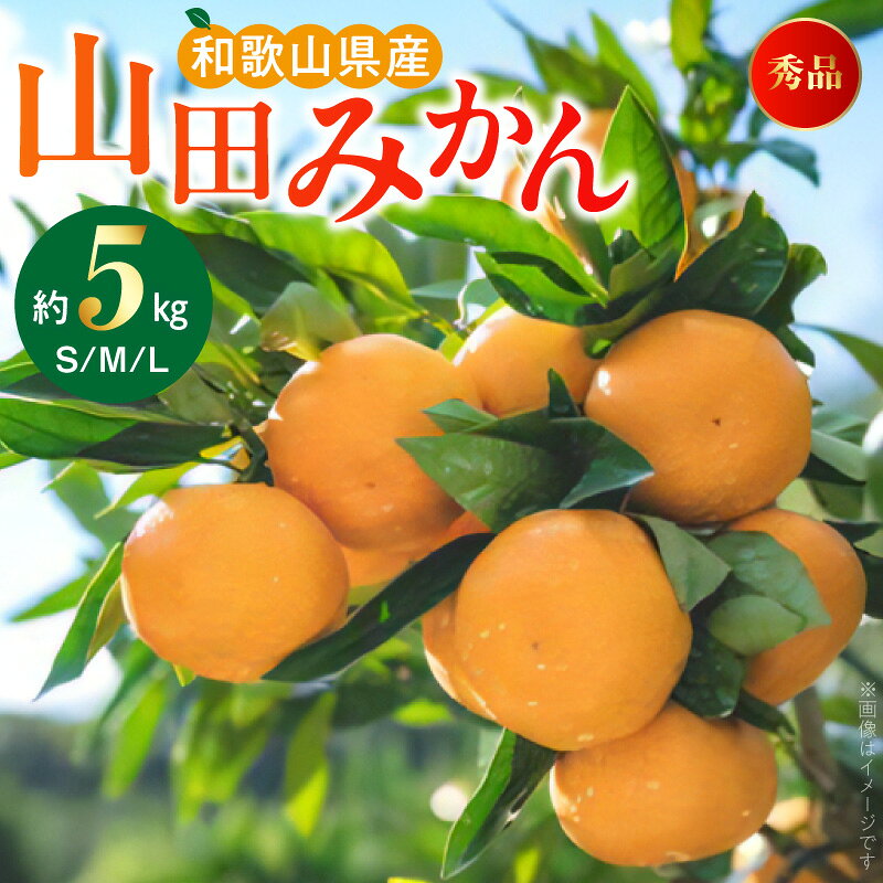 【ふるさと納税】【限定】 山田みかん 秀品 約5kg S M Lサイズ いずれか おまかせ 山田出荷組合 選別 手作業 手選別 名産 山田地区 有田みかん 温州みかん 濃厚 甘味 みかん 柑橘 果物 フルーツ 果実 食品 食べ物 国産 お取り寄せ お取り寄せフルーツ 和歌山 湯浅町 送料無料