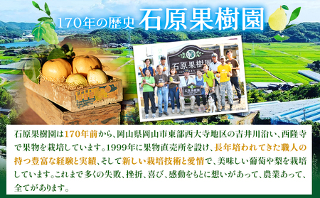 【2024年先行予約】梨 あたご梨 4 ～ 6玉 計約4kg 化粧箱 石原果樹園 《2024年11月中旬-12月下旬頃より発送予定》岡山県 浅口市 フルーツ 果物 ギフト 贈り物 国産 岡山県産 送料