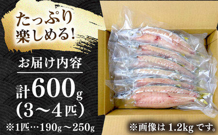 特大アカカマスの開き 干物 計600g（3～4枚）《壱岐市》【馬渡水産】かます カマス アカカマス 赤カマス ひもの 干物 冷凍配送[JAQ036]