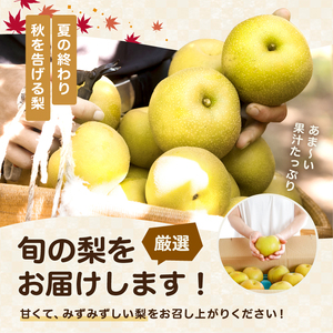 梨 南水 糖度14度以上 約5kg 【2026年9月中旬～発送】