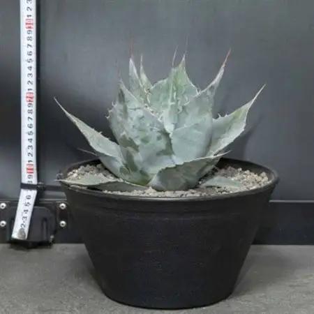 【注目度 急上昇中!】アガベ　パラサナ　9号鉢_花・観葉植物 観葉植物・苗木  _【1434452】