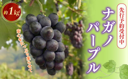 【2026年先行予約】ナガノパープル 約1kg ぶどう 数量限定   edama 静岡県 牧之原市