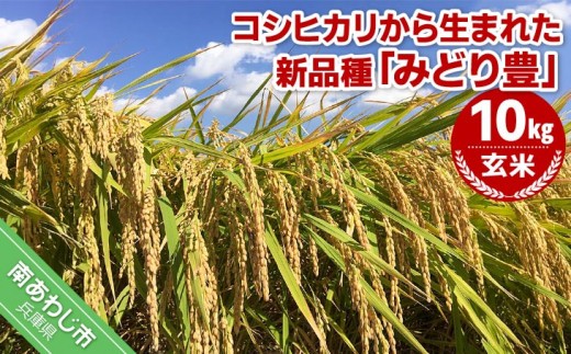 令和７年産・玄米『みどり豊』10kg　10月中旬頃から発送