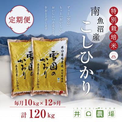 ふるさと納税 南魚沼市 【毎月定期便】南魚沼産コシヒカリ 10kg 井口農場こだわりの 特別栽培米全12回