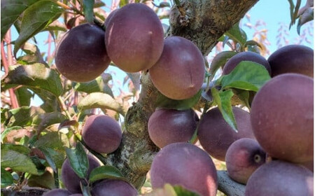 【2025年分先行予約】紫宝梅『ミスなでしこ®』【青梅：4kg】※2025年6月上中旬頃に順次発送予定【期間限定・先行予約・5/31まで】  / 田辺市 青梅 梅 紫宝梅 大梅 大玉 梅シロップ 梅酒