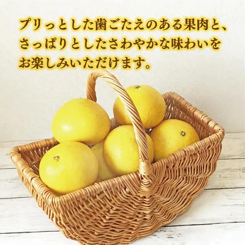 【先行予約：2026年12月中旬～発送】 訳あり 土佐文旦 8kg くらもとファーム 愛媛県 愛南町