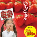 【ふるさと納税】【先行予約（1月から順次出荷】【選べる内容量】 佐賀ブランド 苺「 いちごさん 」（合計500g・1000g ）1パック（250g）凛々 農家 直送品 果物 くだもの フルーツ 人気 ランキング 高評価 苺 イチゴ 【A090-005】