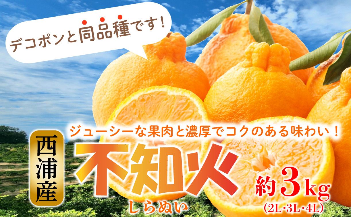 
                  【2027年3月発送】 不知火 しらぬい 柑橘 約3kg  2L～4Lサイズ 3月上旬 から 順次配送 産地直送 柑橘 西浦 沼津 
                