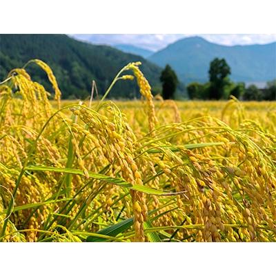 ふるさと納税 南魚沼市 【令和7年産新米予約】南魚沼産笠原農園米こがねもち5kg |  | 01