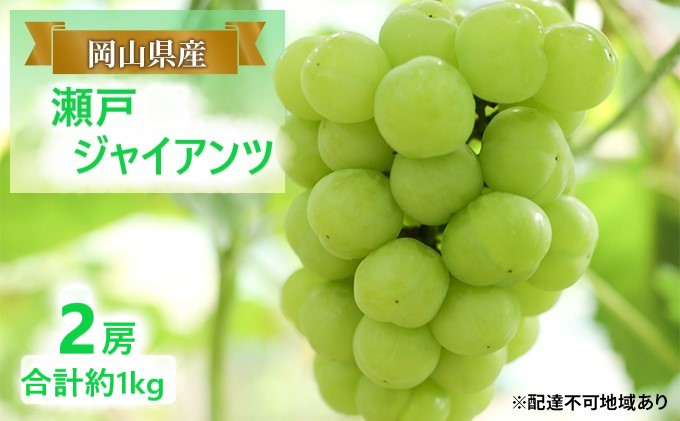 ぶどう 【2025年 早期受付】 瀬戸ジャイアンツ 2房 合計約1kg ブドウ 葡萄 岡山県産 国産 フルーツ 果物 ギフト