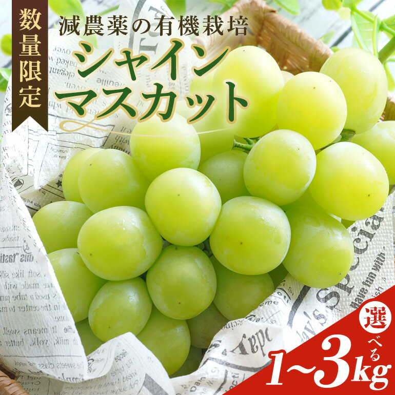 【ふるさと納税】＜2025年 先行予約＞シャインマスカット 数量限定 選べる内容量 1kg/2kg /3kg 農園直送 期間限定 マスカット 果物 フルーツ ブドウ 葡萄 ぶどう 8月下旬以降発送 冷蔵 小美玉市 茨城県