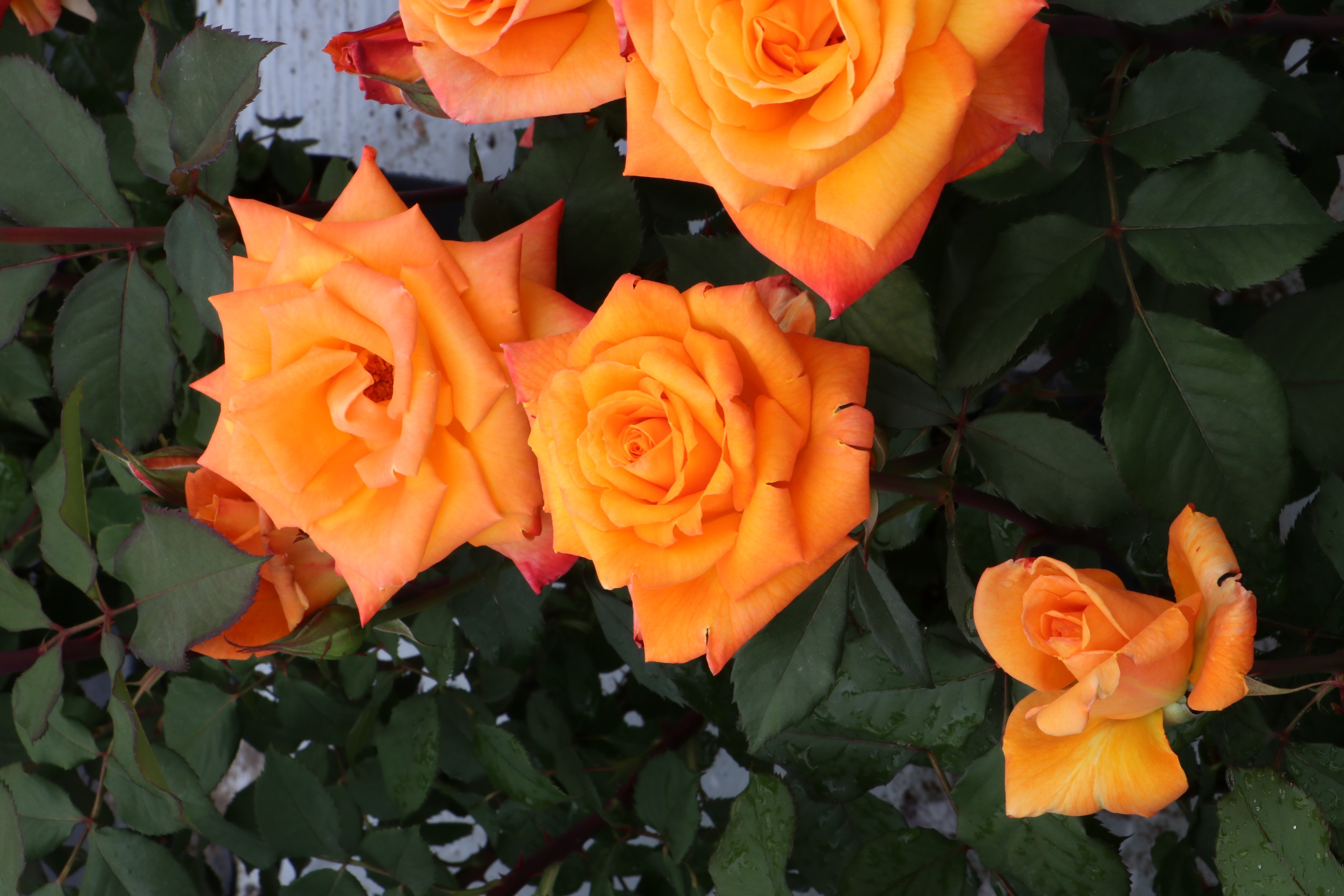 バラ苗鉢植え「カシスオレンジ」 057-056 