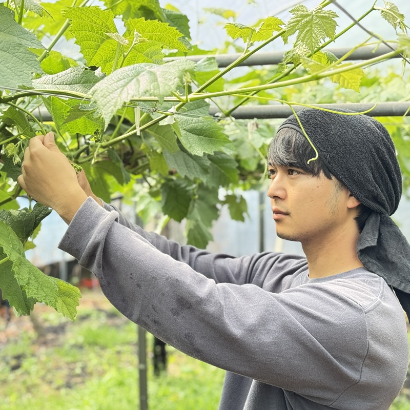 ぶどう 2026年 先行予約 農家こだわりの シャイン マスカット ＆ オーロラブラック 2房 合計約1.2kg 贈答クラス 葡萄 岡山県産 国産 フルーツ 果物 ギフト 【 Nini farm 農家