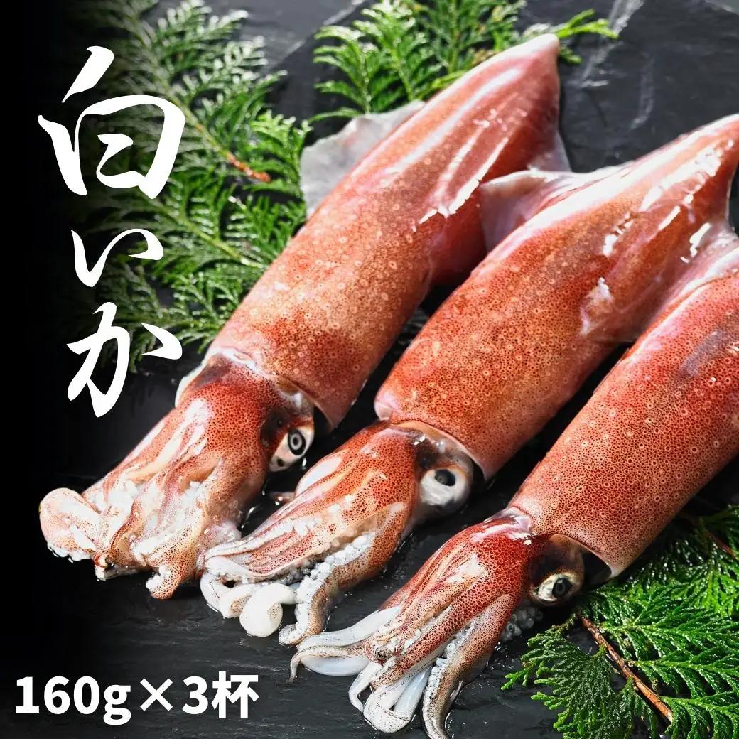 白いか 160g×3杯セット イカ