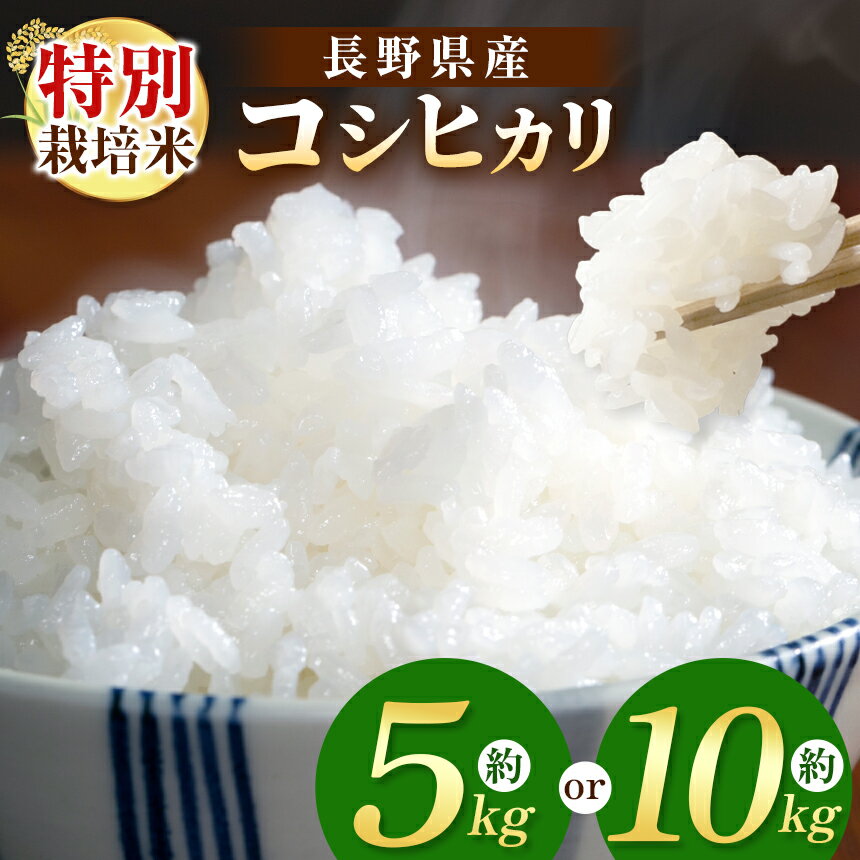 【ふるさと納税】令和7年産 木島平産 特別栽培米コシヒカリ 約5kg, 約10kg | 米 おこめ 白米 特別栽培米 低農薬 こしひかり コシヒカリ 長野県 木島平村 信州