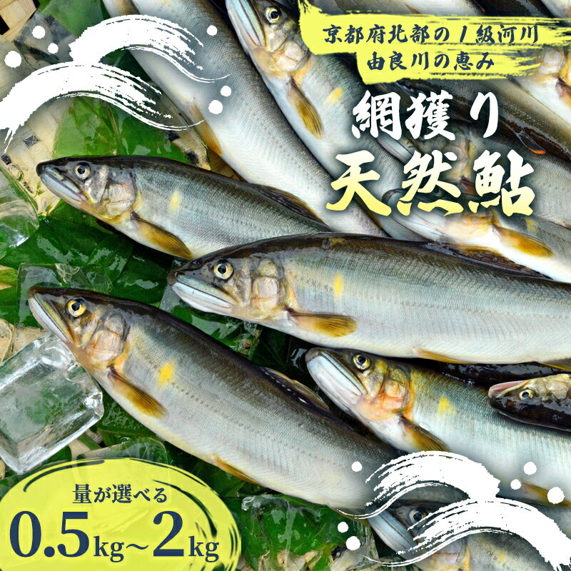 【ふるさと納税】【2025年夏発送】 天然鮎 網獲り 約0.5～2kg（約7匹～44匹）【 由良川の網獲り 由良川漁協 鮮魚 生魚 活魚 あゆ 鮎 新鮮 魚 さかな 直送 舞鶴 京都 魚介 川魚 塩焼き 生あゆ 】