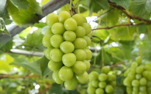 詰合 白桃 2玉 （1玉220g以上） シャインマスカット晴王 2房 （1房480g以上） 化粧箱入り 【2026年7月下旬～8月上旬迄発送予定】 果物 くだもの フルーツ 桃 もも モモ ぶどう ブ