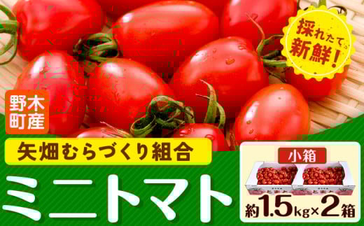 ミニトマト 約1.5kg 2箱 小箱 栃木県 野木町産 矢畑むらづくり組合 《2025年10月上旬-2026年6月下旬頃出荷》栃木県 野木町 トマト ミニトマト 野菜 新鮮