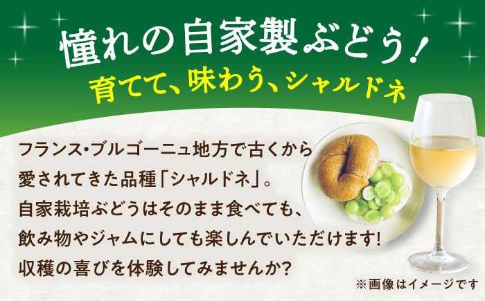 ワイン用 ブドウ苗(シャルドネ) 6号鉢入り 2～3年生 大苗 樹高60cm前後 苗 / 苗木 果樹 ぶどう ぶどう苗木 葡萄 ぶどうの木 庭木 植木 熊本県 菊陽町【Herb＆Rose】 [BHCQ